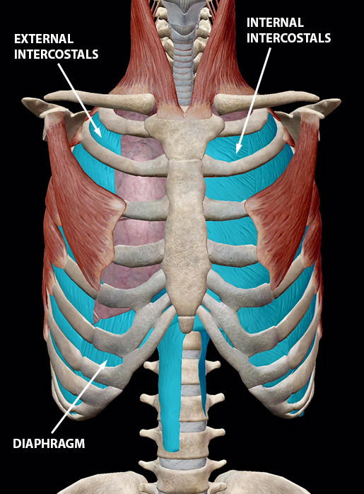 Anatomy and Physiology The Relationships of the Respiratory System